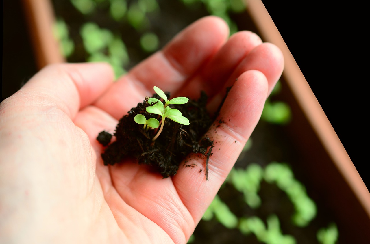 Sembrando Vida: Agricultura Regenerativa, el Camino Hacia un Futuro Sostenible