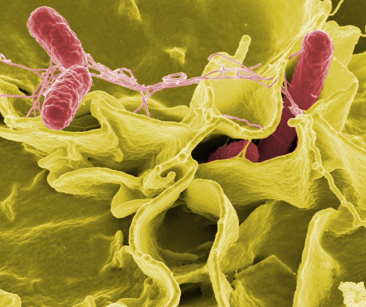 El Poder Oculto: Explorando el Universo del Microbioma Intestinal