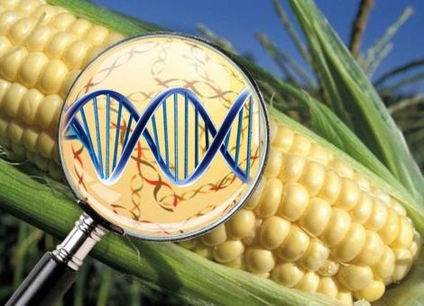 Los Alimentos Transgénicos y su Impacto en la Gastronomía