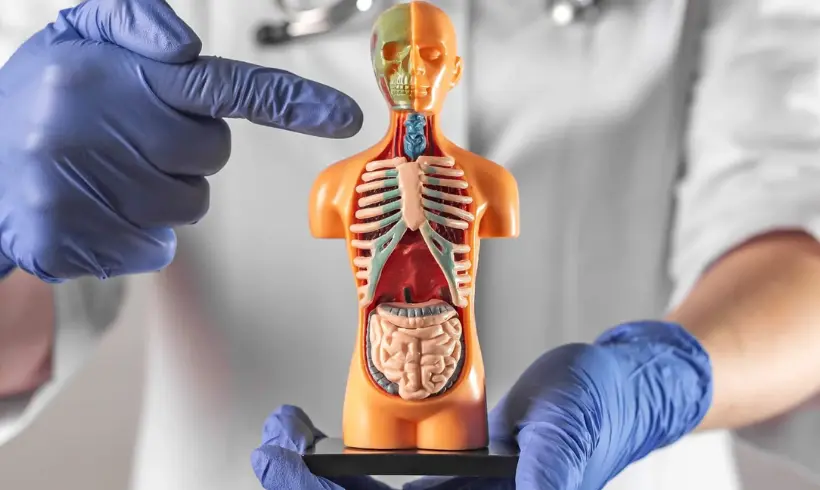 Endocrinología: La Ciencia que Estudia las Hormonas y su Impacto en el Cuerpo Humano