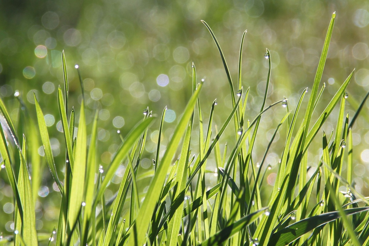Metamorfosis Verde: La Innovación Genética que Revoluciona la Alimentación del Ganado